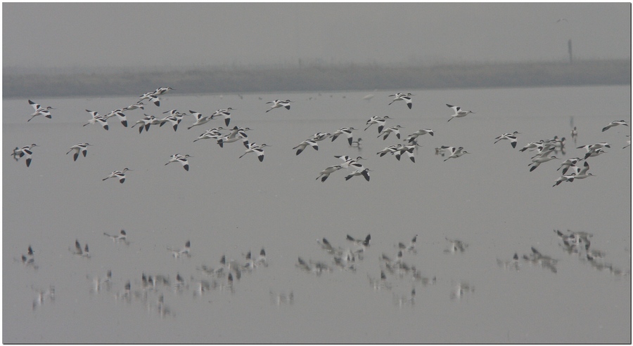 volo di avocette